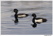 Tufted-Duck-1